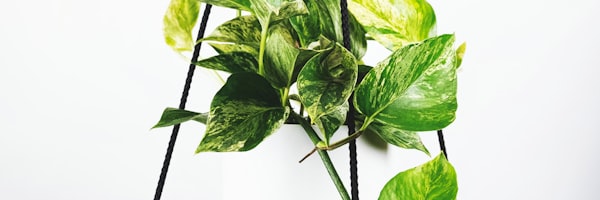 多路直播信号选择界面展示